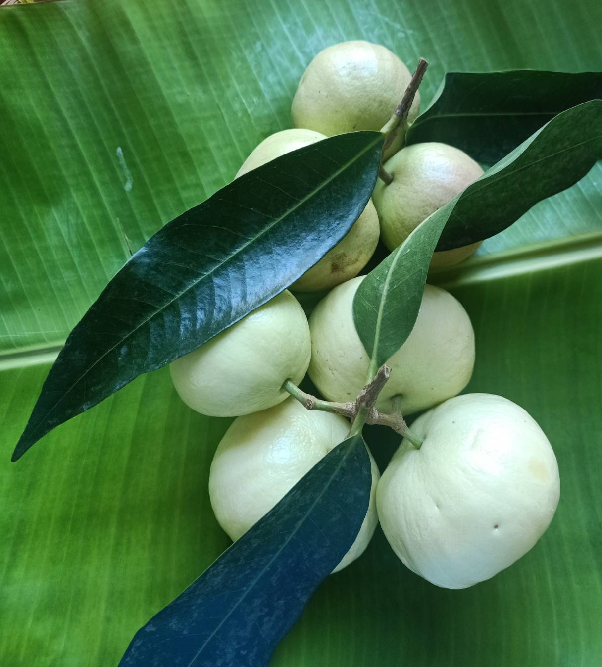 ผลไม้ไทยเดิม … ชมพู่น้ำดอกไม้ pantip