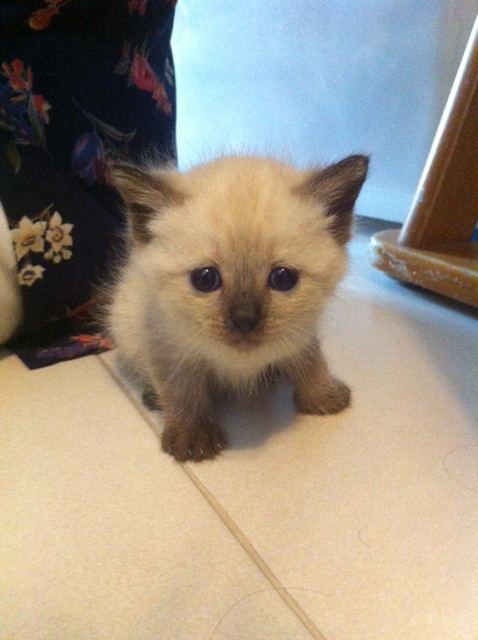 น้องแมวลูกผสมเปอร์เซีย - Pantip