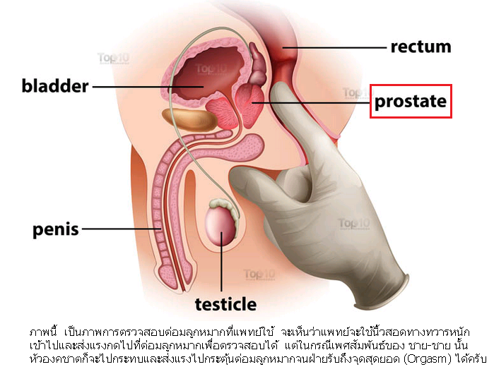 สงสัยว่า ช่องทวารหนักเมื่อถูกสอดใส่ สามารถถึงจุดสุดยอดได้เหมือนอวัยวะเพศหญิงมั้ยครับ  - Pantip