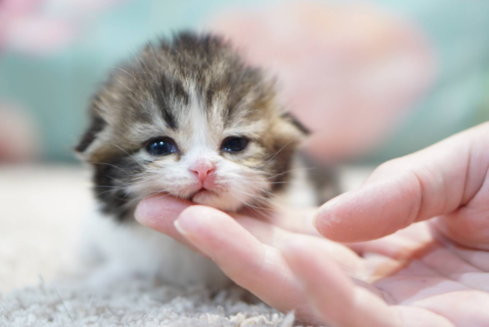 อยากทราบแหล่งขายน้องแมวขาสั้น (Munchkin Cat) ค่า - Pantip