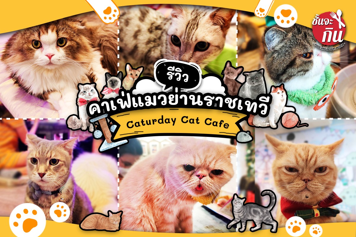 [CR] รีวิว คาเฟ่แมว “Caturday Cat Cafe” ย่านราชเทวี คาเฟ่น้องแมวที่บรรดาทาสแมวต้องมาจัด!! pantip