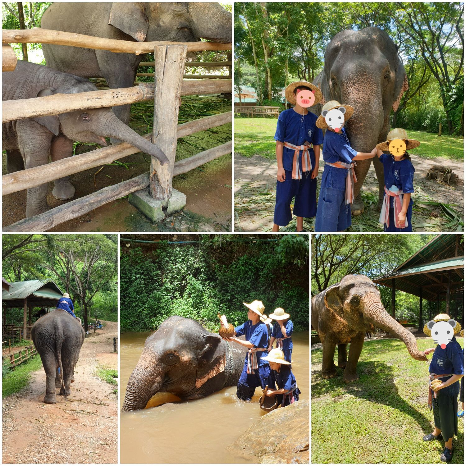 ทริปครอบครัว พาเด็กนอกขึ้นดอย ขี่ช้าง ชมวัด ขับเฟอรารี่ม้ง ที่จังหวัด เชียงใหม่ - Pantip