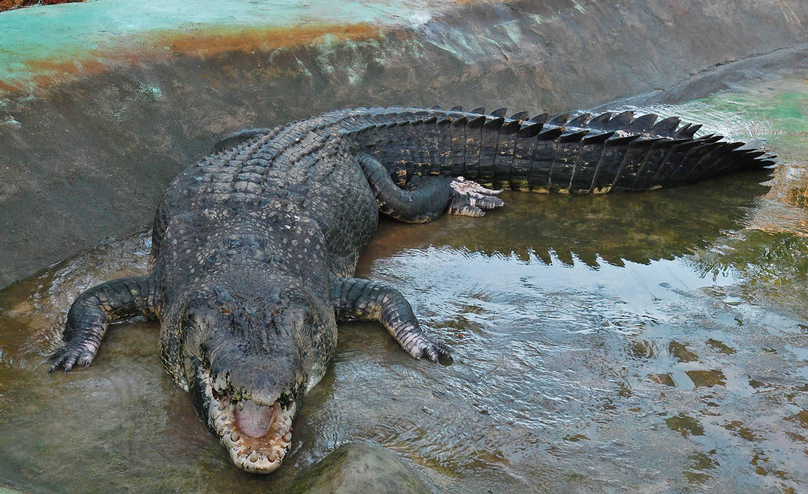 Крокодил млекопитающее или нет. Нильский и гребнистый крокодил. Гребнистый крокодил Лолонг.