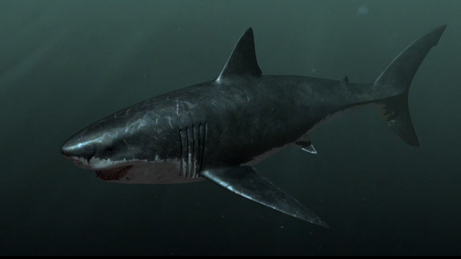 มารู้จัก เม็กกาโลดอน Megalodon ปลาฉลามยักษ์ที่ใหญ่ยักษ์ที่สุดในโลก กันเถอะ  - Pantip