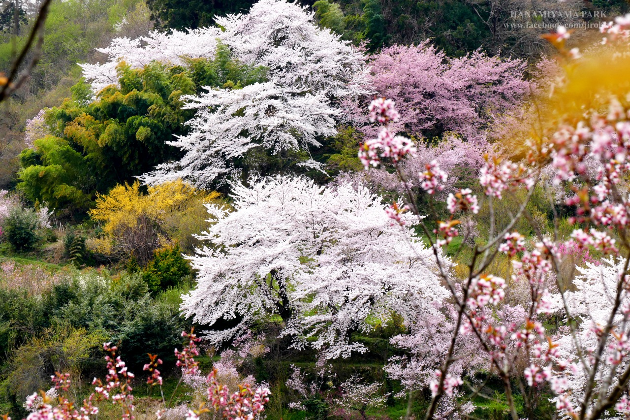 Hanamiyama Park สวรรค ของคนร กดอกไม Pantip