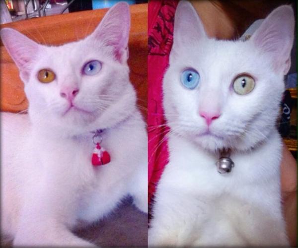 แมวที่บ้านตาสีฟ้าแล้วได้ยินมาว่า ตาฟ้า = ตาพิการหรือไม่ปกติ  จริงหรือป่าวครับ - Pantip