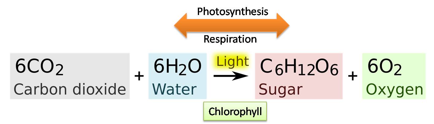 What Word Equation For Photosynthesis