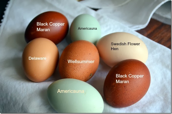 สงสัยค่ะ ไข่ไก่เปลือกสีน้ำตาล กับ ไข่ไก่เปลือกสีขาว ต่างกันยังไง - Pantip