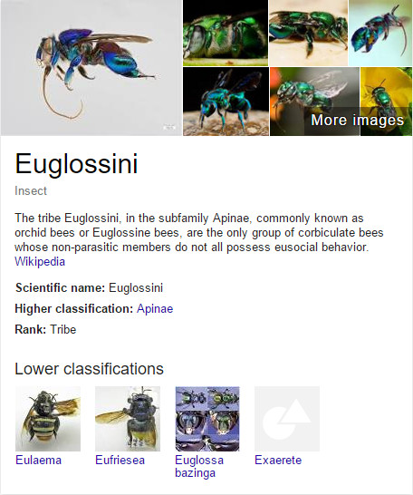 Euglossa bazinga - Wikipedia