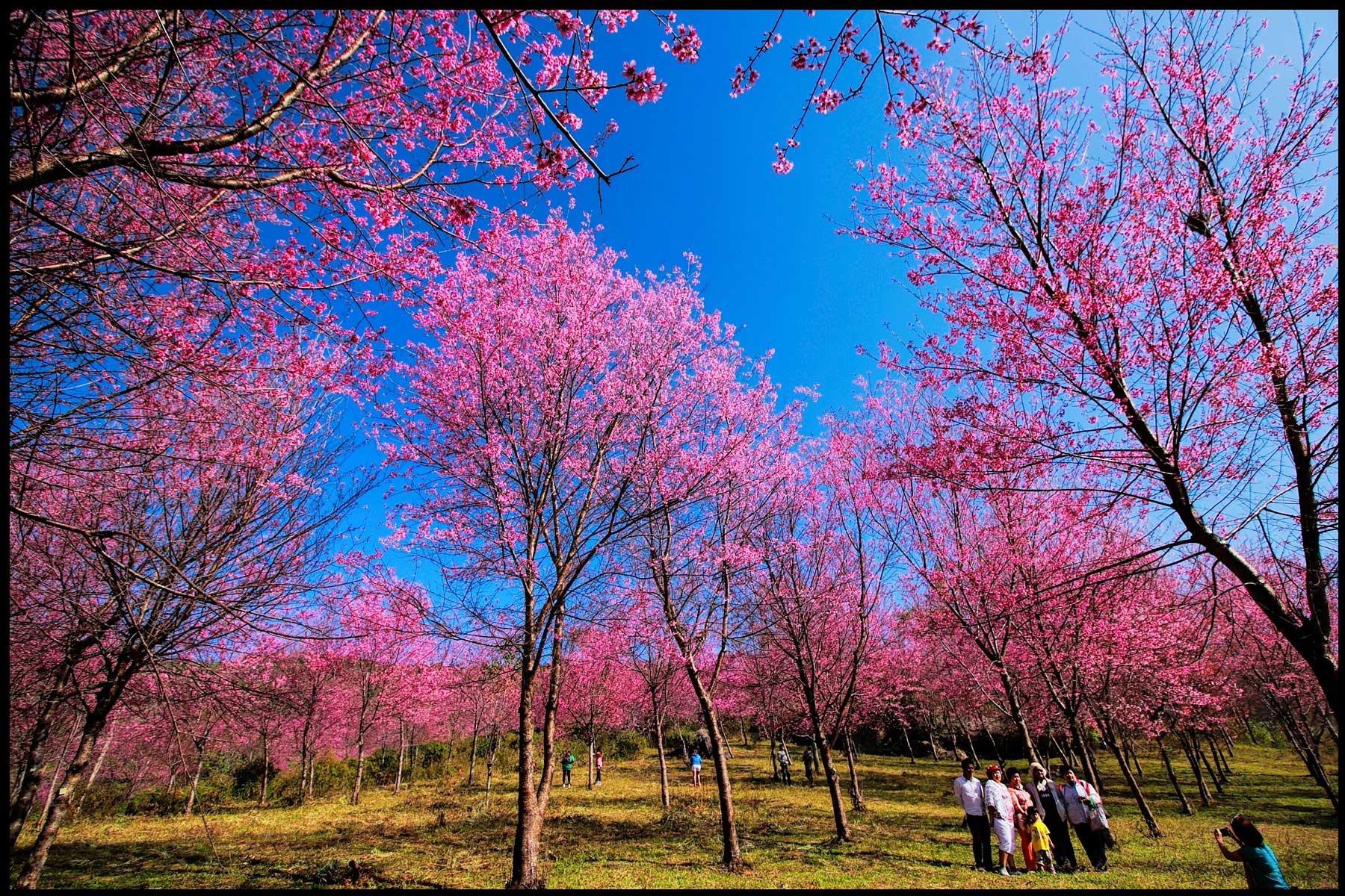 Sakura Blossom ณ ... ภูลมโล ... ^__^ - Pantip