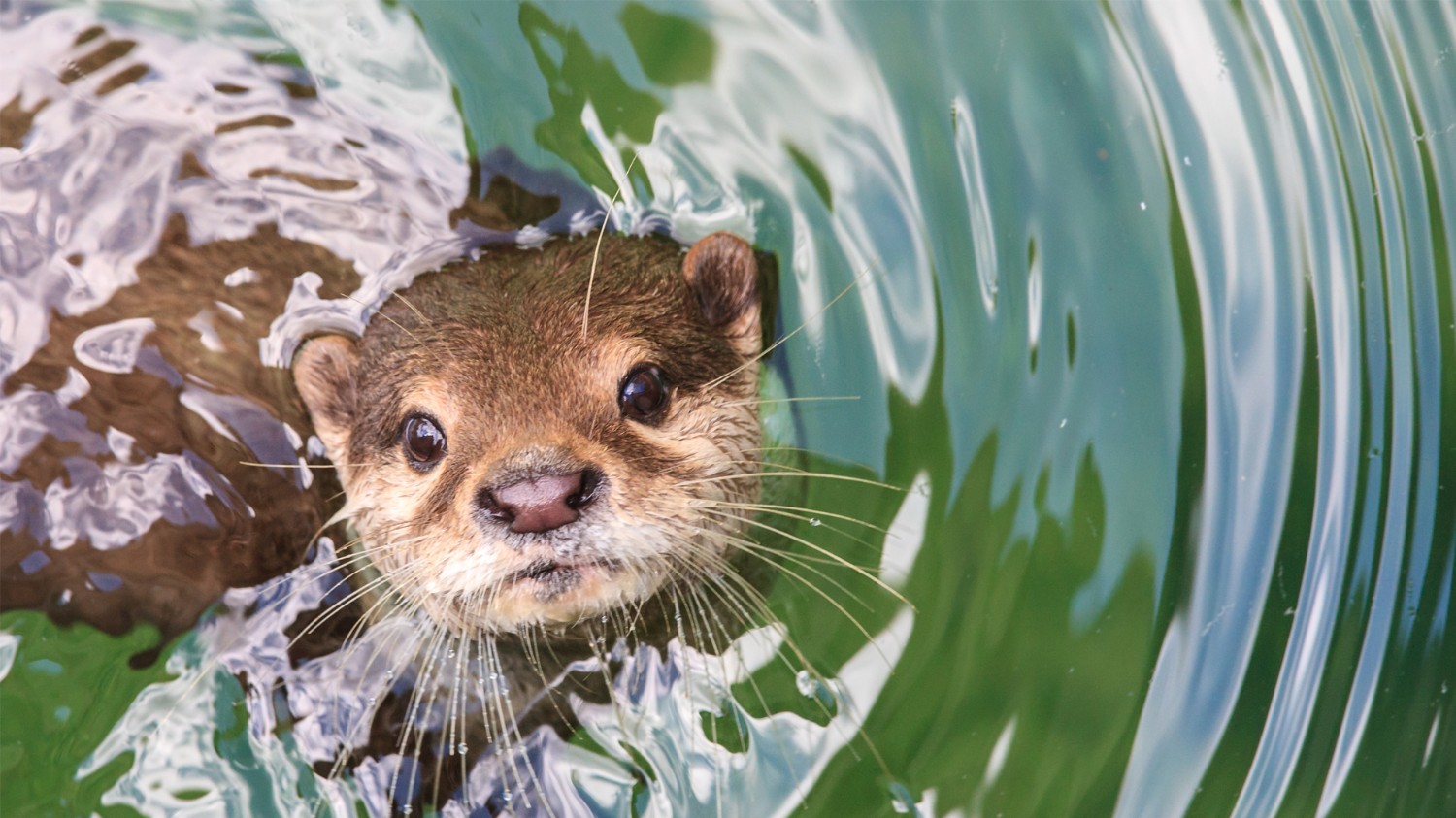 world-otter-day-pantip