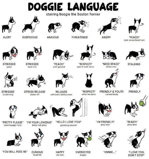 ภาษาสุนัข เขารู้ได้ยังไง - Pantip