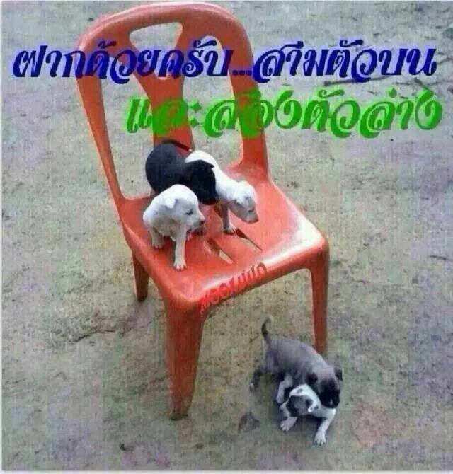 ตรวจหวย หวยออกงวด 1/04/59 อัพเดทผลสลากกินแบ่งรัฐบาล งวดประจำวันที่ 1 เมษายน 2559 พร้อมใบตรวจหวย กรอกหมายเลขรางวัลใช้งานง่าย