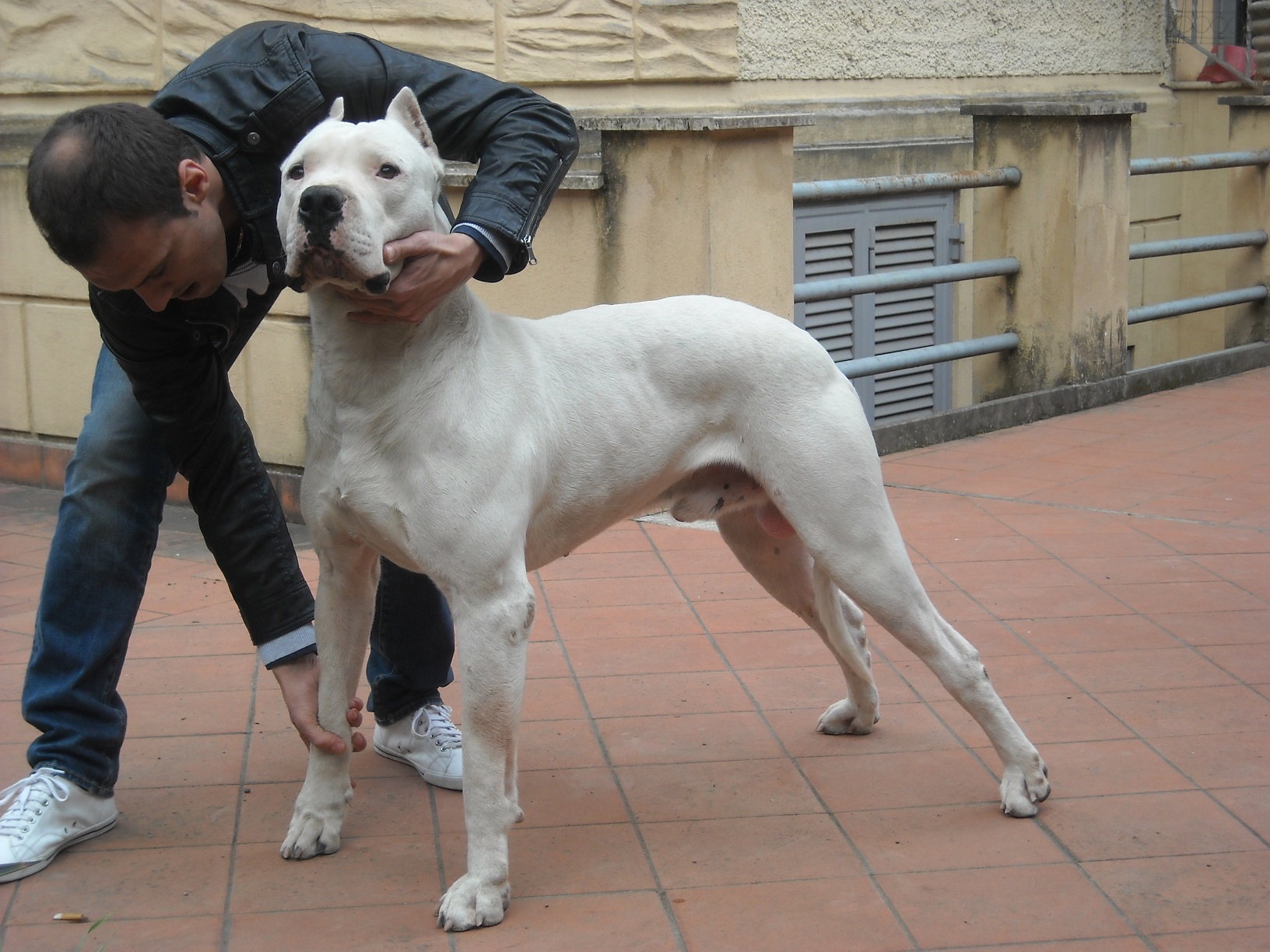 dogo argentino ราคา