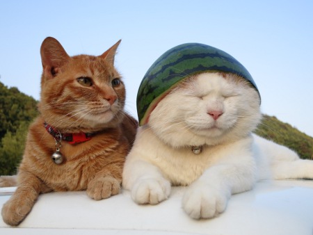 Cats Wearing Fruit Hats