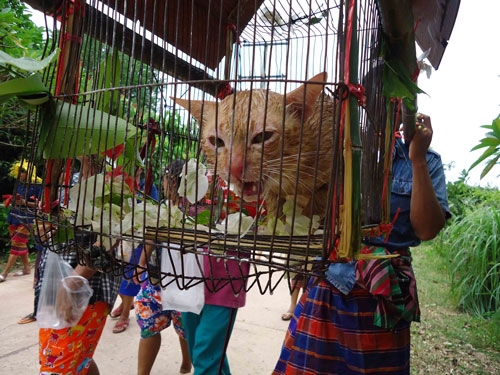 พึ่งรู้ว่าประเพณีแห่นางแมวขอฝนคือต้องเอาน้ำไปสาดแมวด้วย - Pantip
