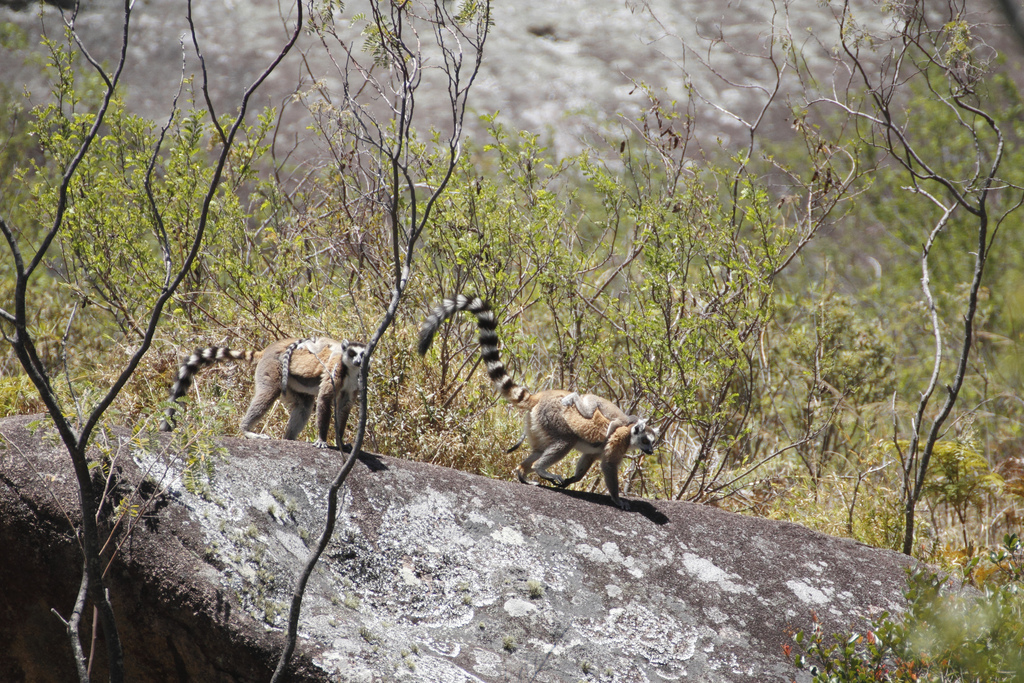 รวม 45แหล งมรดกโลก ท ตกอย ในสภาวะอ นตราย มาตรฐาน Unesco World Heritage In Danger Part 3 Pantip