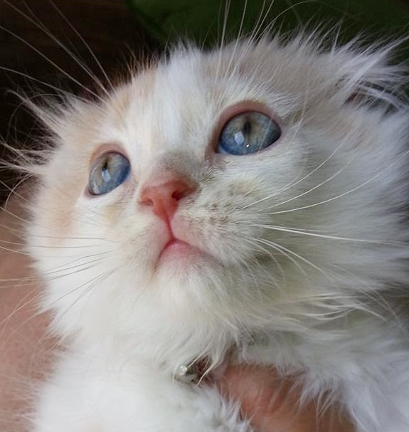 ลูกแมวตาเริ่มเปลี่ยนสี ตาแบบนี้น่าจะออกเป็นสีอะไรคะ - Pantip