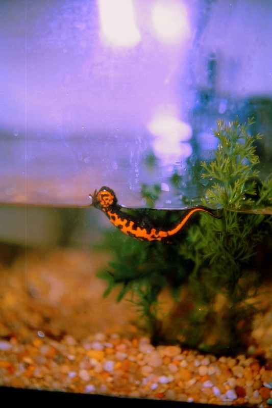 มีใครเคยเลี้ยง Salamander มั้ยครับ - Pantip