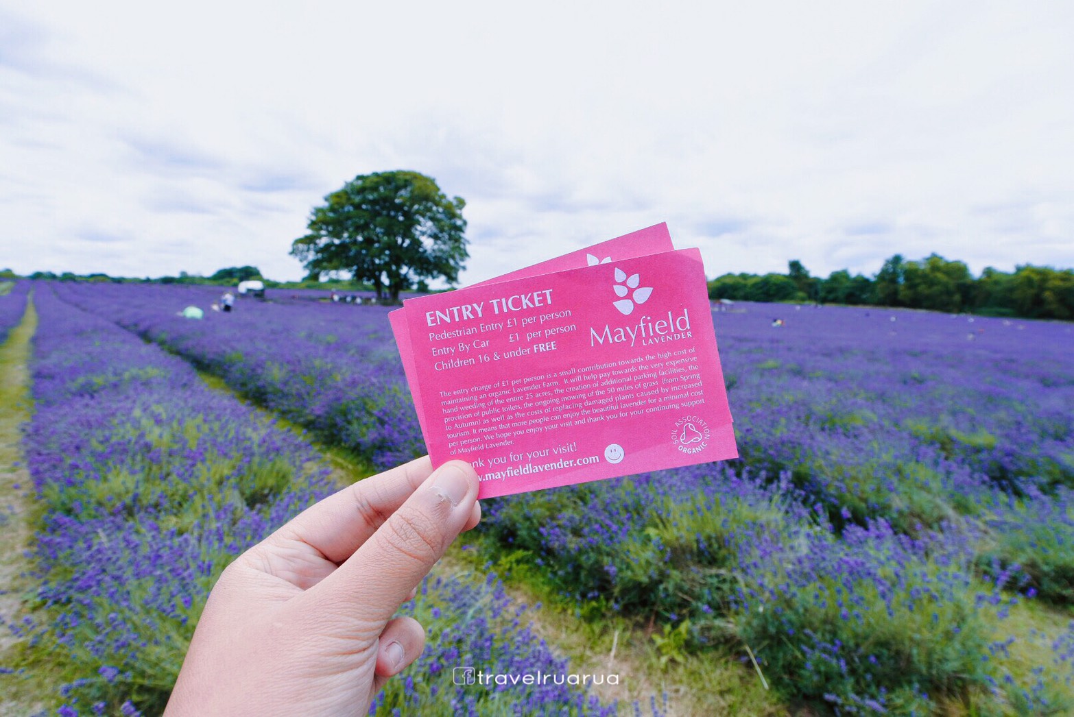 à¸œà¸¥à¸à¸²à¸£à¸„à¹‰à¸™à¸«à¸²à¸£à¸¹à¸›à¸ à¸²à¸žà¸ªà¸³à¸«à¸£à¸±à¸š à¹€à¸—à¸µà¹ˆà¸¢à¸§Mayfield Lavender Farm