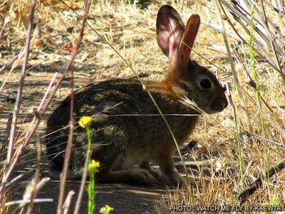 ผลการค้นหารูปภาพสำหรับ กระต่ายป่า