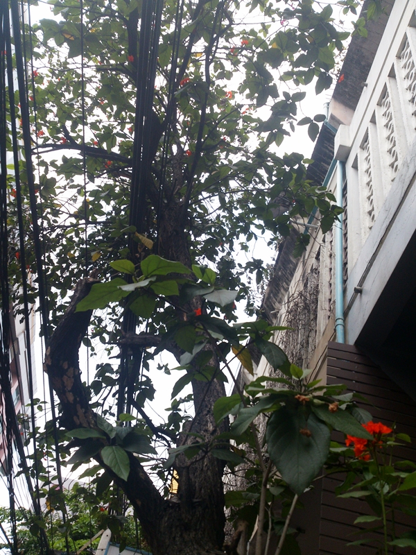 ต้นไม้ ดอก สีชมพู ริม ถนน รีวิว