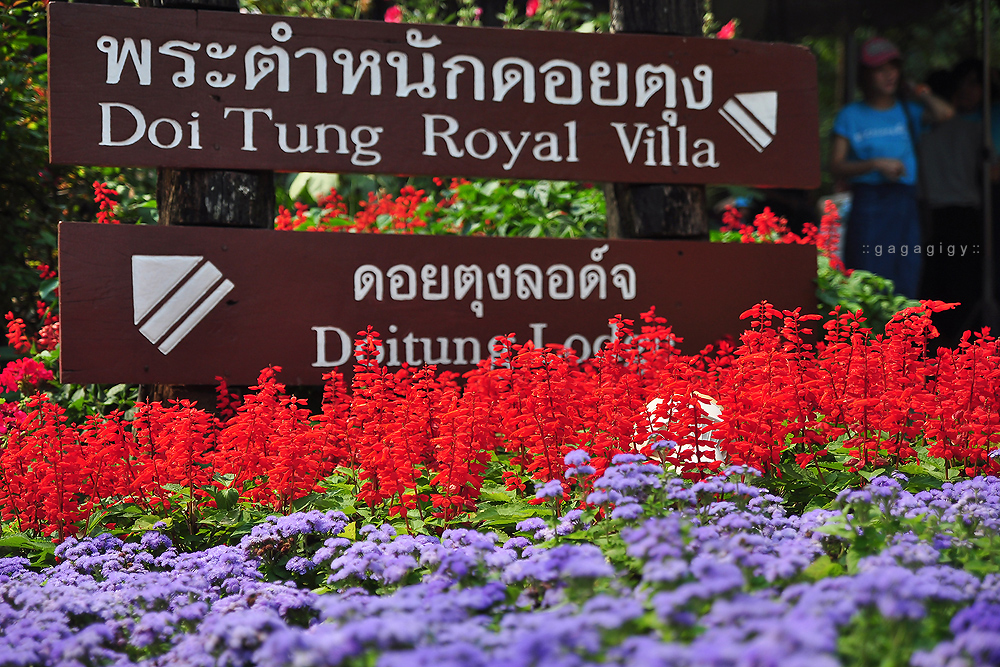 เชียงราย เที่ยว, pantip, review, Chiang rai, ที่เที่ยวเชียงราย, ที่กินเชียงราย, ของอร่อยเชียงราย, ร้านอร่อย เชียงราย, เชียงราย เที่ยวไหนดี, เชียงราย ที่พัก, โพธิ์วดล รีสอร์ท แอนด์ สปา, Phowadol Resort & Spa, วัดพระแก้ว, ร้านกาแฟ เชียงราย, เบเกอรี่ เชียงราย, ร้านบรรยากาศดี เชียงราย, ชีวิตธรรมดา เชียงราย, วัดร่องขุ่น, ไร่บุญรอด, Singha Park, เที่ยววัดเชียงราย, Bangkok airways, ศาลหลักเมือง เชียงราย, ภูภิรมย์ เชียงราย, ใบชา, ไร่ชา, บ้านดำ เชียงราย, ถนนคนเดิน เชียงราย, หอนาฬิกา เชียงราย, ดอยตุง, พระตำหนักดอยตุง, แม่สาย, ท่าขี้เหล็ก, หลู้ลำ เชียงราย, คำธนา เชียงราย, KhamThana Hotel Chiang Rai, ไร่ชาฉุยฟง, สามเหลี่ยมทองคำ, วัดถ้ำป่าอาชาทอง, พระขี่ม้า บิณฑบาตร, ครูบาเหนือชัย, วัดพระธาตุจอมจันทร์, ไร่เชิญตะวัน,