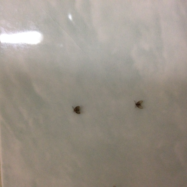ช่วยด้วยครับ** จะไล่แมลงแบบนี้ออกจากห้องน้ำยังไงได้ครับ (มีภาพประกอบ) -  Pantip