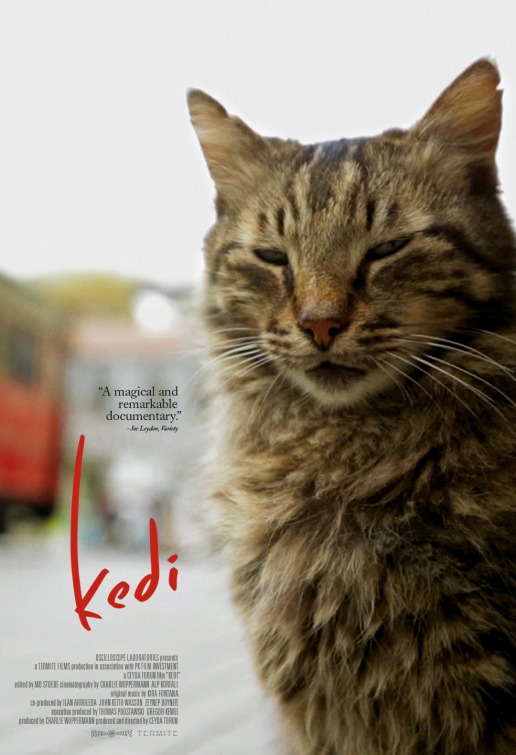 Image result for kedi เมืองแมว