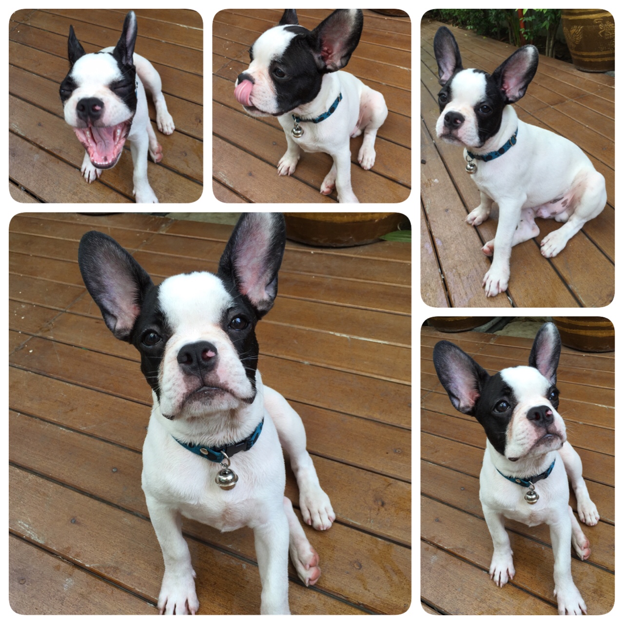 ตกลงนายเป็น French Bulldog หรือ Boston Terrier - Pantip