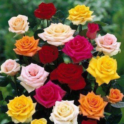My Image 2