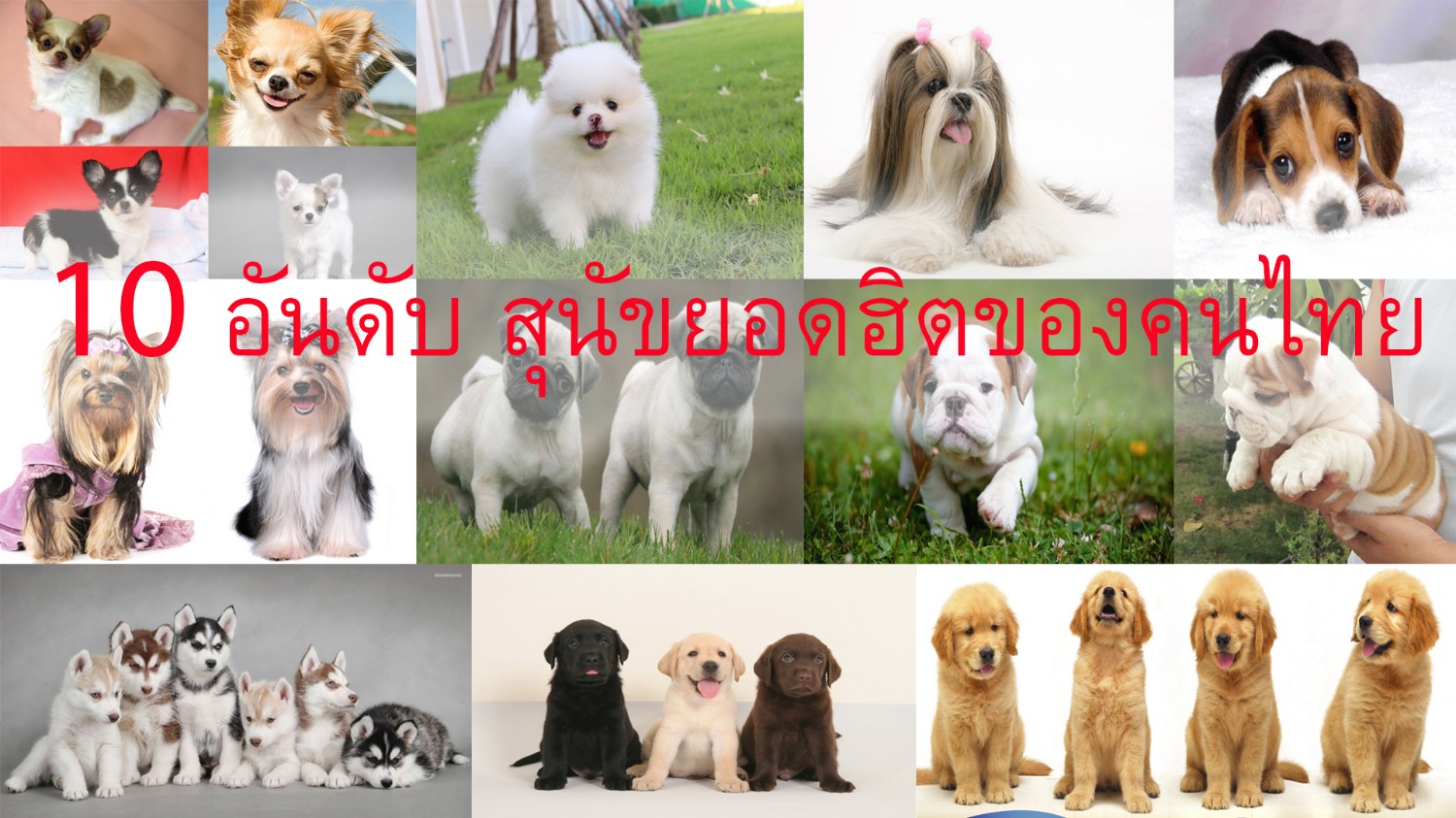 10 อันดับ !! สุนัขยอดฮิตของคนไทย - Pantip