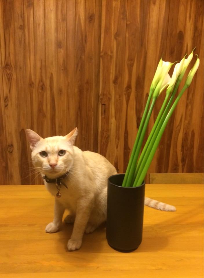 Cat and flowers แมวกับดอกไม้ Pantip