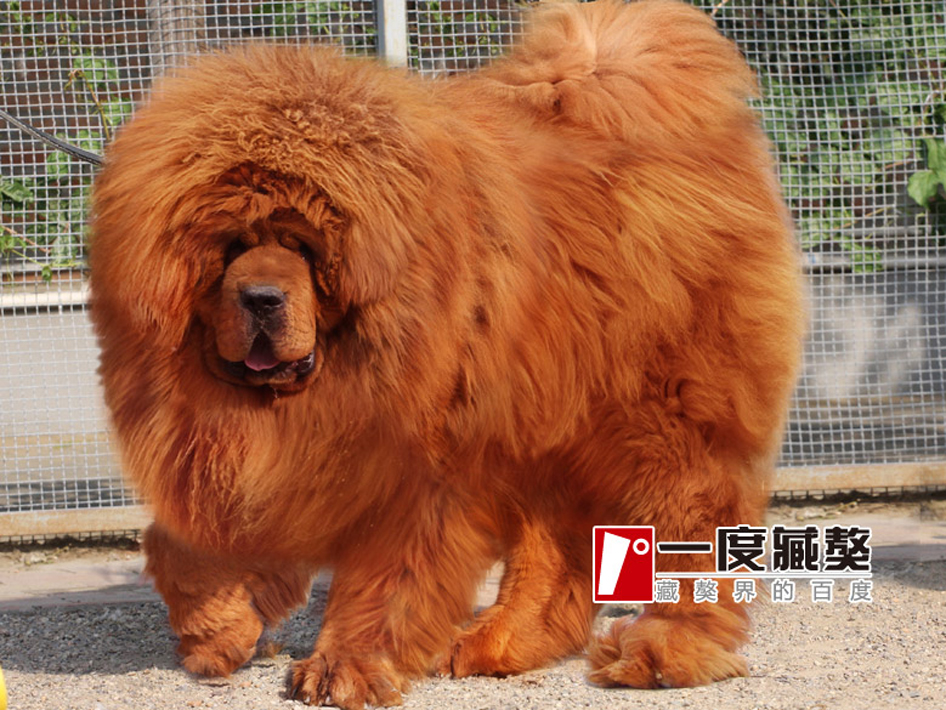 สุนัขที่ใหญ่ที่สุดในโลก(ล่าเสือได้สบาย) - Pantip