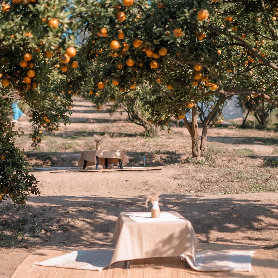 เก็บส้ม ถ่ายรูปเองคนเดียว สวนส้มจินจู (ม่อนแจ่ม) เชียงใหม่ - Pantip