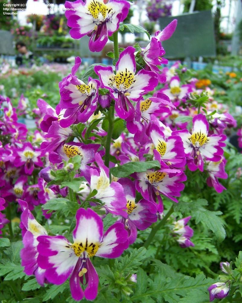 Схизантус фото описание цветок