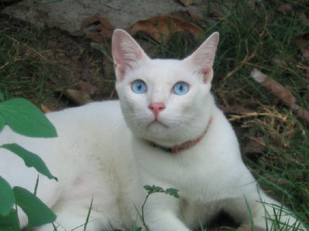 แมวพันธุ์ขาวมณีเป็นแมวไทยแท้หรือเปล่าครับ - Pantip