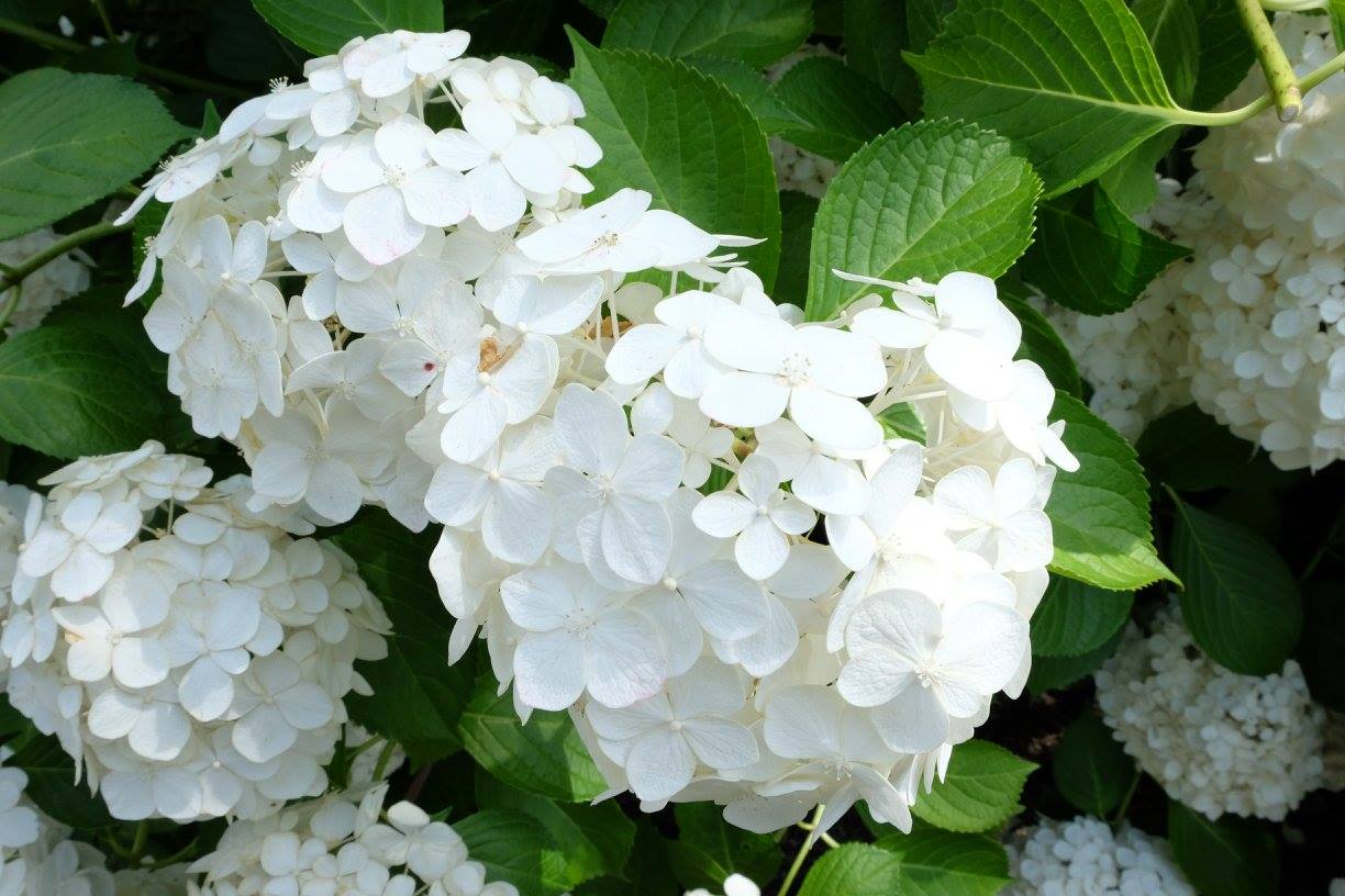 ผลการค้นหารูปภาพสำหรับ ไวเบอร์นัม(Viburnum)
