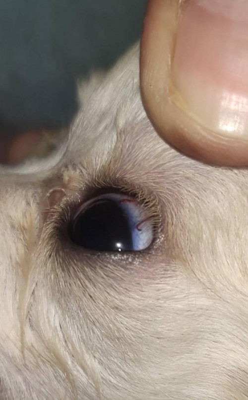 สุนัขมีพยาธิในตา - Pantip