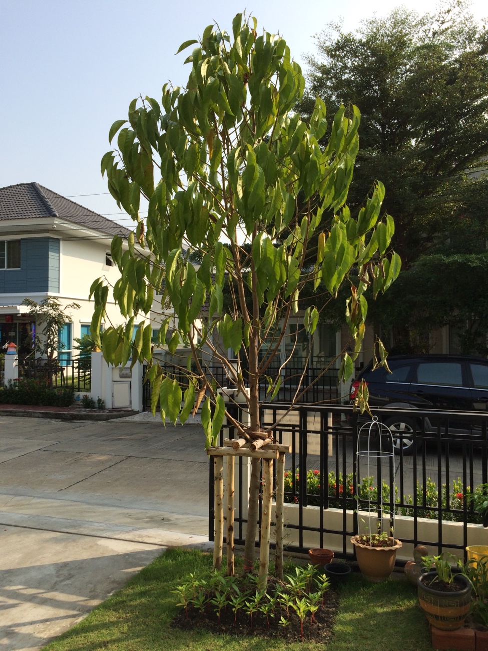 ต้นไม้ปลูกในบ้าน