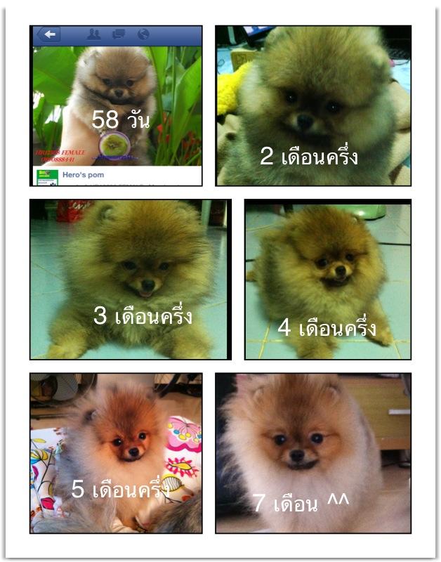 น้องหมาพันธุ์ปอมเลี้ยงยากมั้ยคะ - Pantip