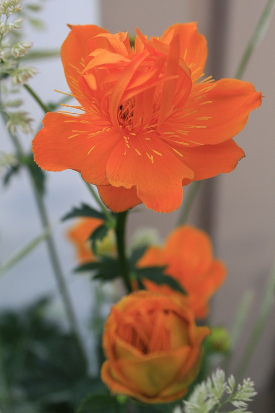 วันนี้มีดอกไม้สีส้มๆ มาฝากจากสวนห่อหมกนะคร่า ^^ - Pantip