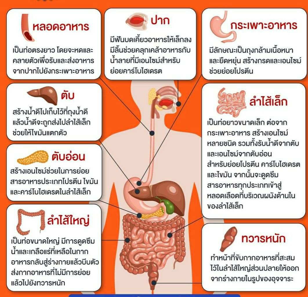 อวัยวะในร่างกายมนุษย์นอกจาก ลำไส้แล้ว มีอะไรย่อยอาหารได้อีกไหมครับ - Pantip