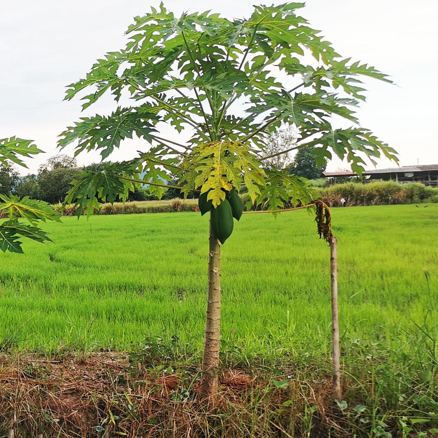 มีนิโคกหนองนา #9 สินค้าชิ้นแรก, สินค้าไม่ตรงปก - 