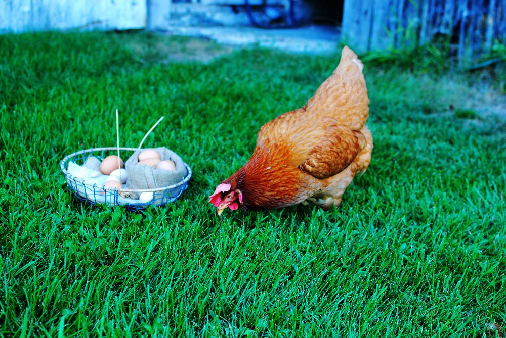 ไก่ไข่โดยไม่มีตัวผู้ผสมพันธ์ - Pantip