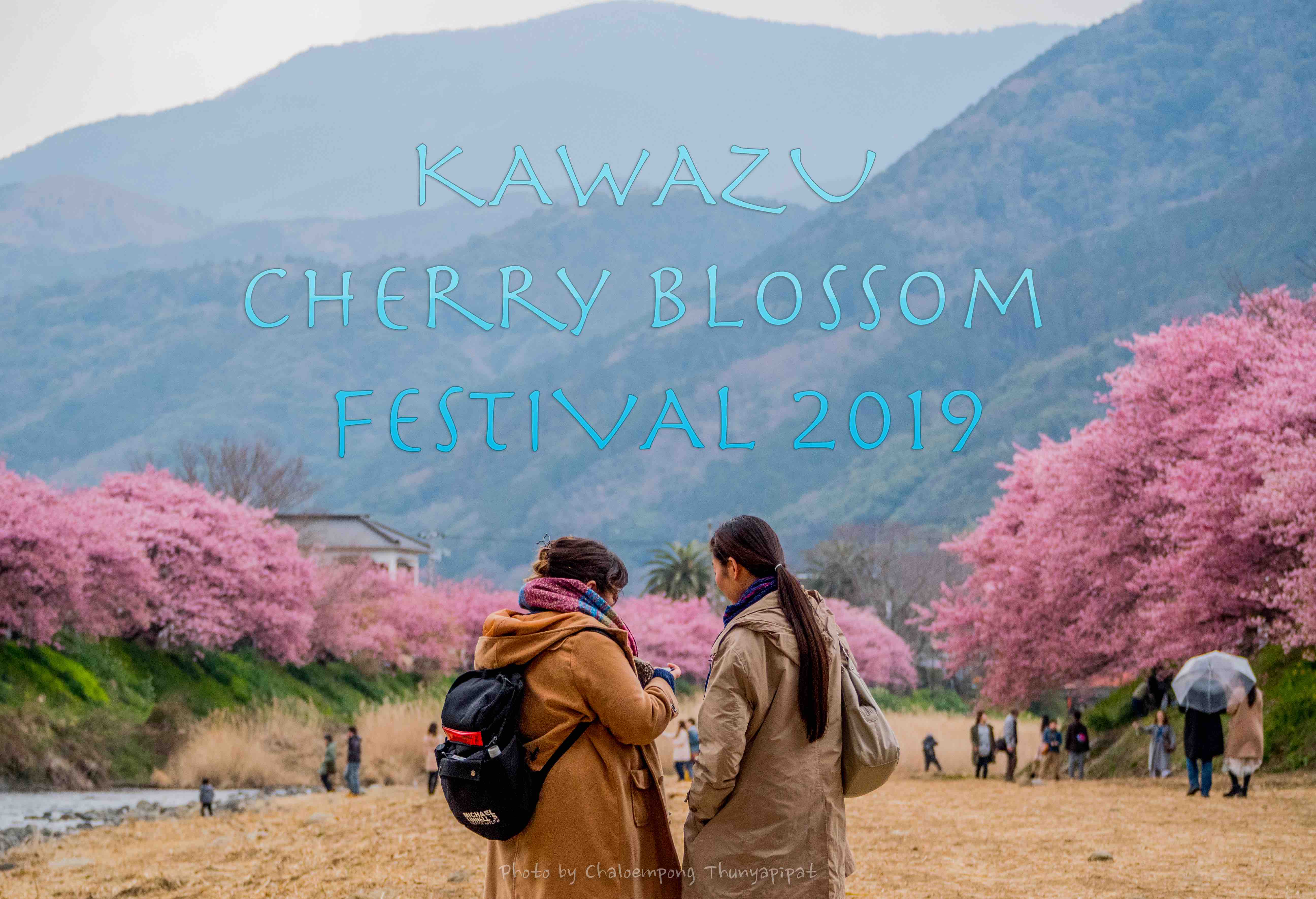 Kawazu Cherry Blossom Festival 2019 ซากุระฤดูหนาว บานที่แรกในญี่ปุ่น