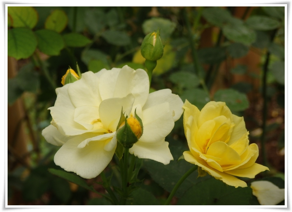 the-yellow-rose-of-texas-mitch-miller-pantip