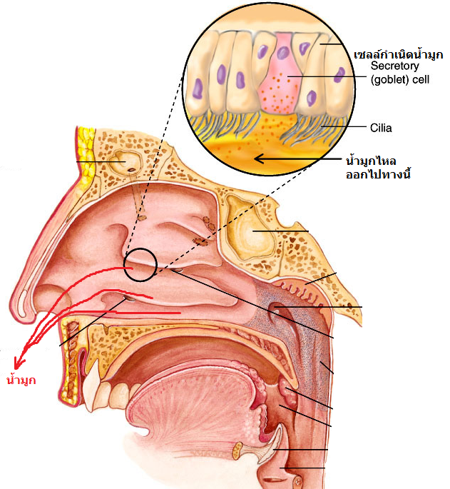 สั่งน้ำมูก ทำไมมันไม่หมดซักทีคะ - Pantip