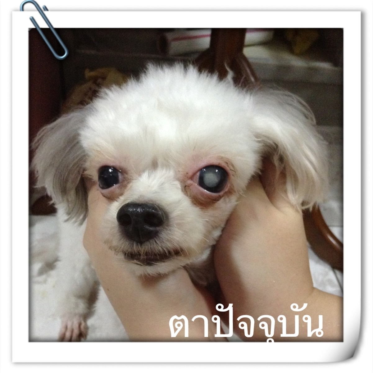 รบกวนถามเร องตาของน องหมาท เป นความด นล กตาส ง Pantip