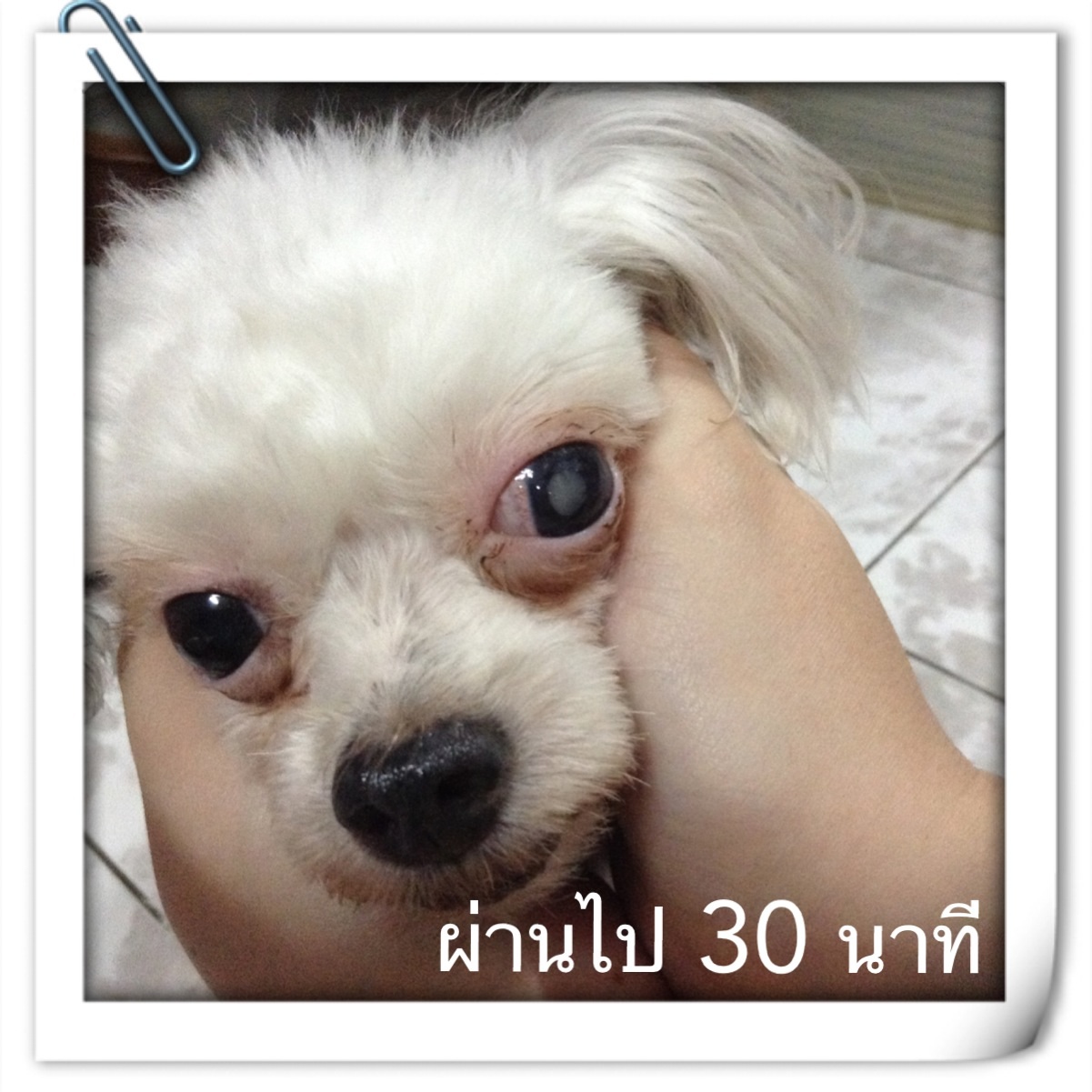 รบกวนถามเร องตาของน องหมาท เป นความด นล กตาส ง Pantip